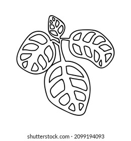 Single hand drawn twig. Doodle vector illustration. Leaves of arrowroot. Home decor elements, houseplant