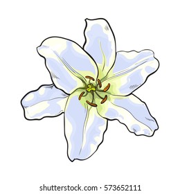 Single hand drawn white lily flower, top view, sketch style vector illustration isolated on white background. Realistic hand drawing of white lily, wedding, Easter flower, symbol of love