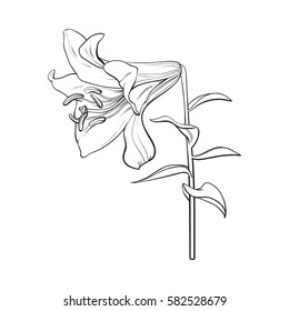 Single hand drawn white lily flower with stem and leaves, side view, sketch vector illustration isolated on white background. Realistic hand drawing of white lily, wedding flower, symbol of love