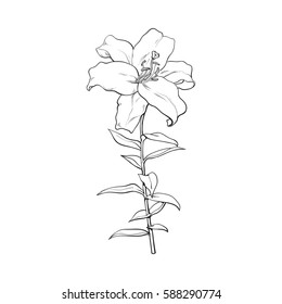 Single hand drawn white lily flower with stem and leaves, front view, sketch vector illustration isolated on white background. Realistic hand drawing of white lily, wedding flower, symbol of love