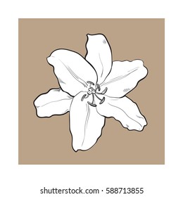 Single hand drawn white lily flower, top view, sketch style vector illustration isolated on brown background. Realistic hand drawing of white lily, wedding, Easter flower, symbol of love