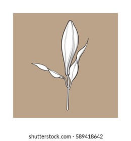 Single hand drawn white lily flower bud with stem and leaves, side view, sketch vector illustration isolated on brown background. Realistic hand drawing of closed white lily, bud, wedding flower