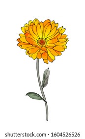 Single hand drawn yellow flower calendula on branch with green leaves. Isolated on white background. Vector stock illustration.