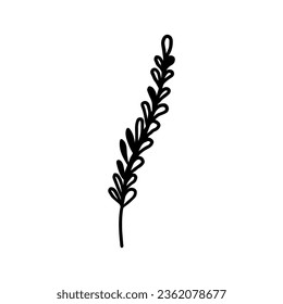 Single hand-drawn branch with leaves for greeting cards, posters, recipes, culinary design. Isolated on a white background. Doodle vector illustration.