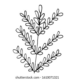 Single hand-drawn branches with leaves for decorating cards, presentations, invitations. Doodle vector illustration. Isolated on white background