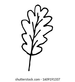 Single hand-drawn leaves for decorating cards, presentations, invitations. oak. Doodle vector illustration. Isolated on white background

