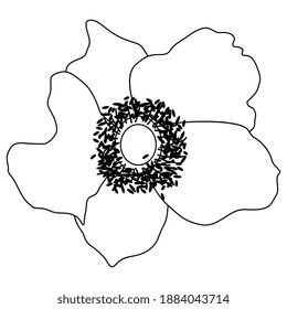 Einzelkopf einer Anemonenblume. Schwarz-Weiß-Silhouette. Schönes Blumendesign.