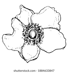 Single head of anemone flower. Hand drawn linear sketch. Black silhouette on white background.