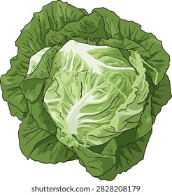 A single head of crisp vibrant green romaine lettuce is presented from an overhead view on a clean white background showcasing its fresh texture and natural colors
