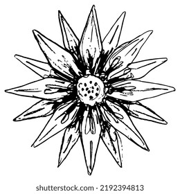 Single head of gazania flower. Geometrical star shape. Round botanical mandala. African daisy or aster. Abstract floral design. Hand drawn doodle rough sketch. Black and white silhouette.