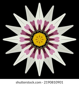 Single head of gazania flower. Round botanical mandala. African daisy or aster. Geometrical floral design. On black background.
