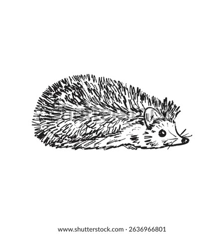 Single hedgehog design in in black brush stroke texture isolated on white. Hand drawn vector sketch illustration in vintage charcoal ink. Forest animal, autumn concept, park