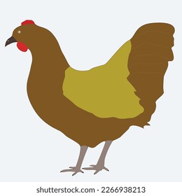 Single hen standing alone and staring 
