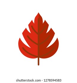 Single high quality autumn leaf related icon. Isolated autumn leaf symbols in white background. Graphic icons element
