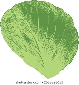Single iceberg lettuce leaf vector illustration isolated on white background. Detailed and stylized green leaf with natural curves and visible veins. Ideal for healthy food design, vegetarian recipes