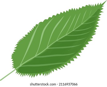 Una sola ilustración de hojas verdes, hojas de flores de cerezo con textura acuarela