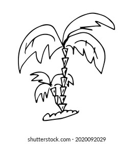 Single image of a palm tree in the style of doodle or sketching, vector graphics, hand drawing.