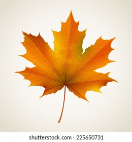 Single isolated autumn maple leaf