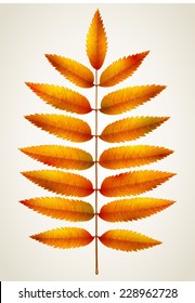 Single isolated autumn rowan leaf