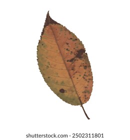 single isolated dried pressed plant graphic