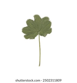 single isolated dried pressed plant graphic