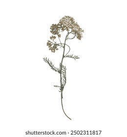 single isolated dried pressed plant graphic