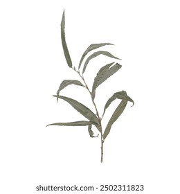 single isolated dried pressed plant graphic