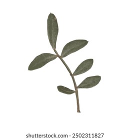 single isolated dried pressed plant graphic