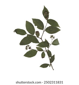 single isolated dried pressed plant graphic