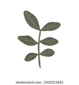 single isolated dried pressed plant graphic