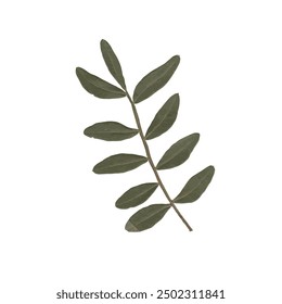 single isolated dried pressed plant graphic