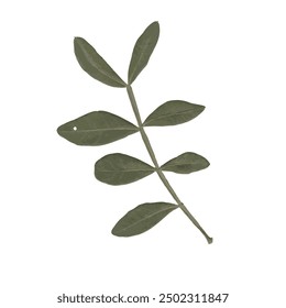 single isolated dried pressed plant graphic