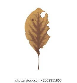 single isolated dried pressed plant graphic