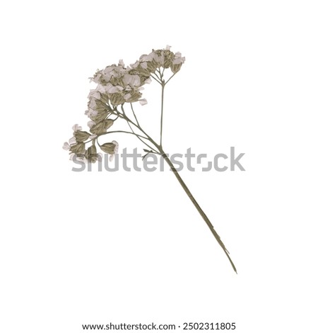 single isolated dried pressed plant graphic