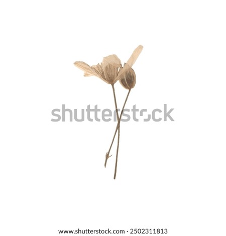 single isolated dried pressed plant graphic