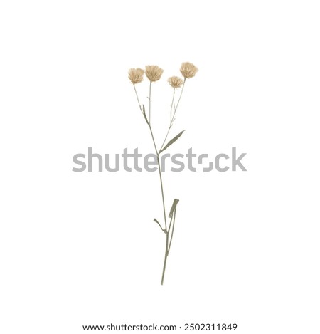 single isolated dried pressed plant graphic