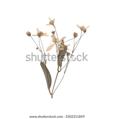 single isolated dried pressed plant graphic