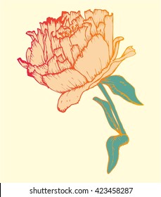 Single isolated hand drawn rose