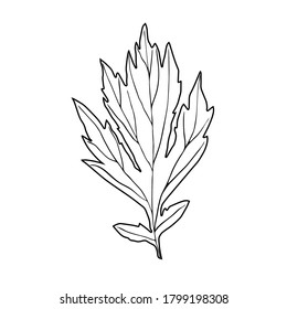 Single isolated leaf of the plant. Outlines vector element for design.
