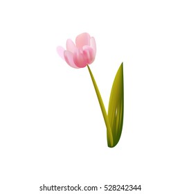 Single isolated pink tulip.