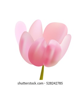 Single isolated pink tulip.