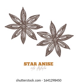 Single isolated star anise chinese spice or fruit on white. Vector sketch hand drawn illustration