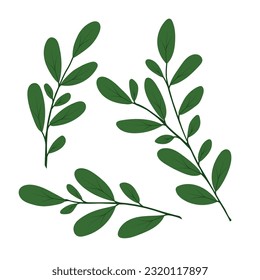 A single isolated twig with leaves on a white background