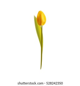 Single isolated yellow tulip.