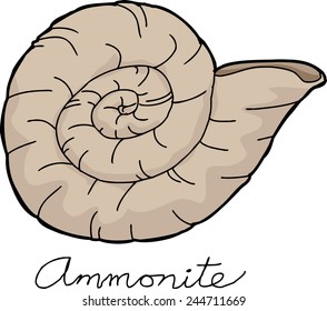 Single Jurassic and Cretaceous Period Ammonite shellfish fossil