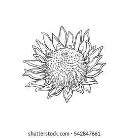 Single king protea, sketch style vector illustration isolated on white background. realistic hand drawing of exotic, tropical protea, national flower of South Africa