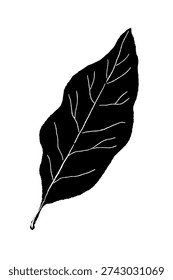 Single Large Bay Leaf Illustration