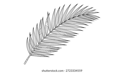 Single large palm leaf with many long narrow fronds shown in a detailed black and white botanical line drawing.