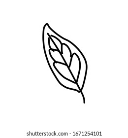 A single leaf of coffee . Drawing in the Doodle style. For design, menu, cafe, wrapping paper.