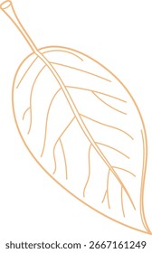Ein einzelnes Blatt mit detaillierten Venenmustern in einem klaren Linienziehstil. Die Illustration zeigt eine Blattsilhouette mit aufwändigen Venendetails. Cartoon, Vektorgrafik